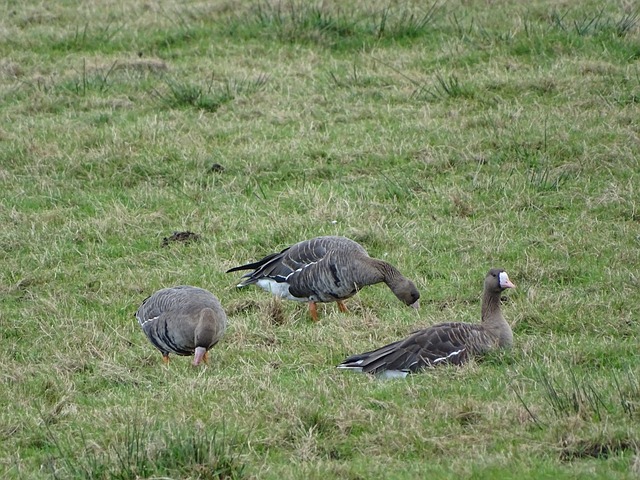 德國隊再次 德國隊再次